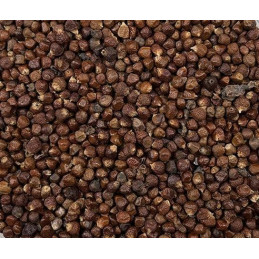 Poivre de Melegué, grains de Paradis