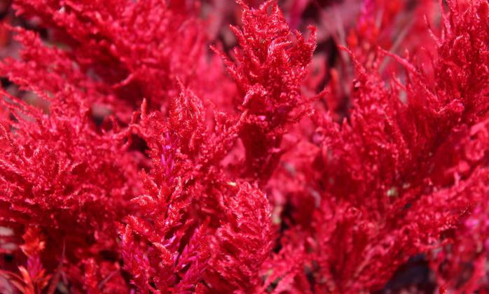 L’Agar-agar : L’incontournable gélifiant naturel aux multiples usages